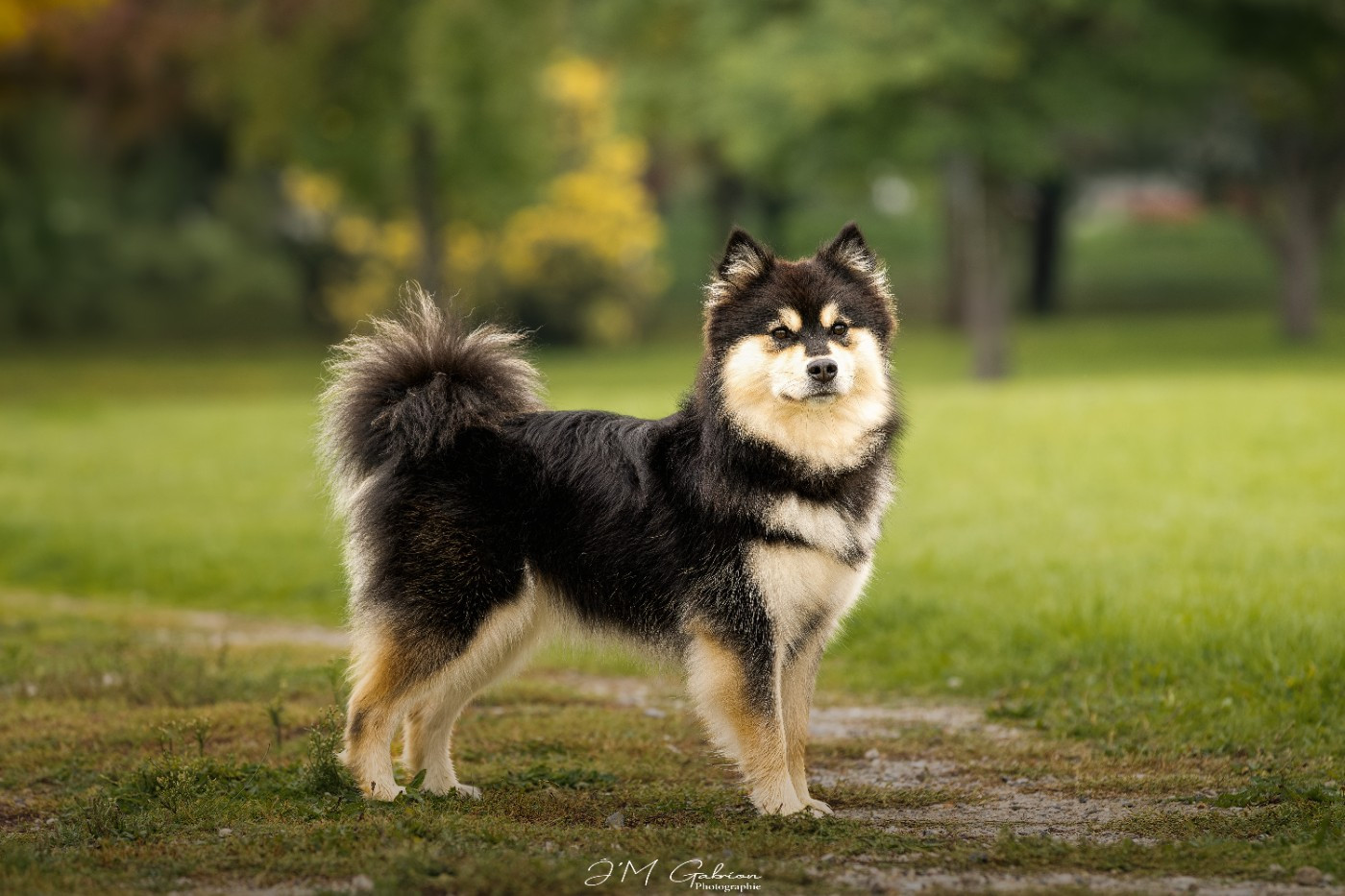 CH. Uusi Kokémus De La Contrée De Léonidas